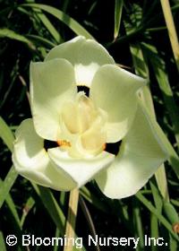 Dietes bicolor